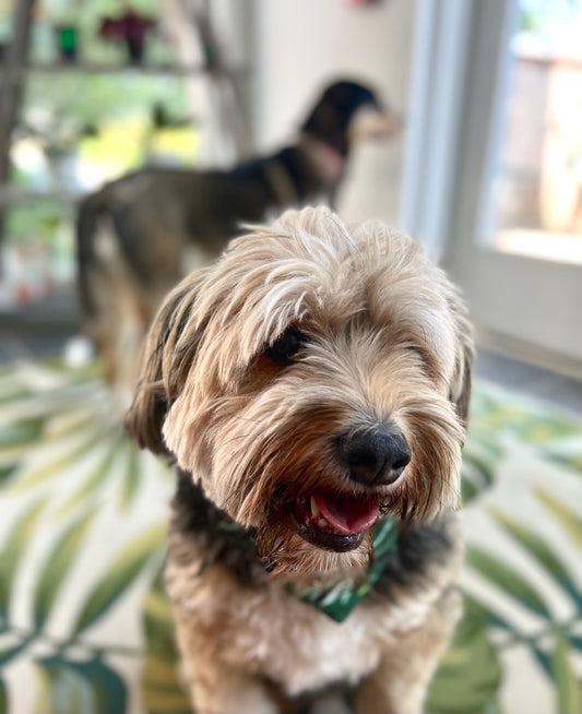 Is Eucalyptus Dangerous For Dogs? Don't let your pets eat eucalyptus.