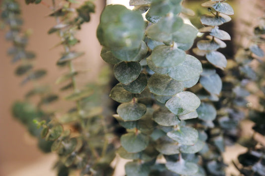 10 Benefits of Eucalyptus