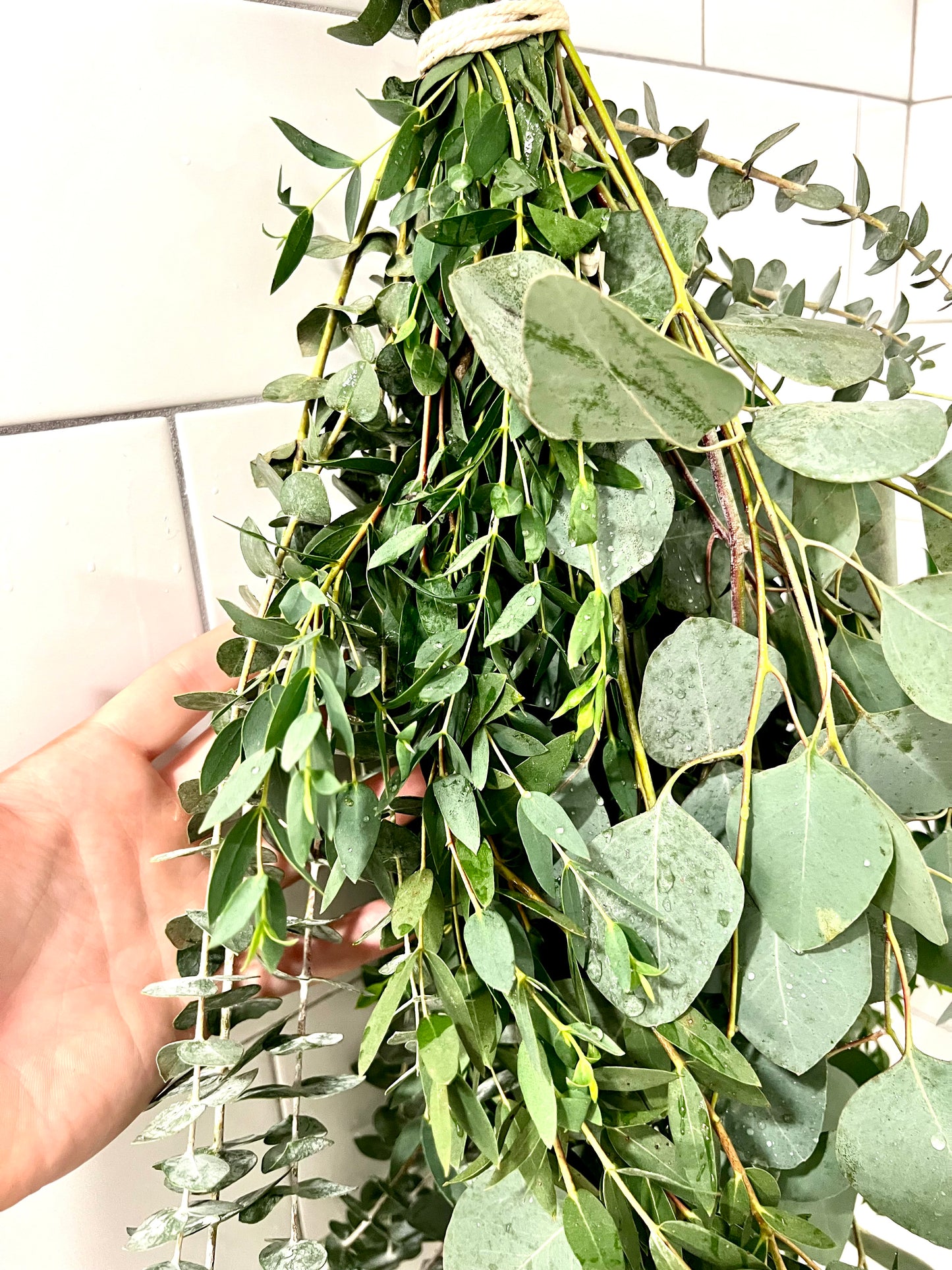 3 Type Eucalyptus Bundle