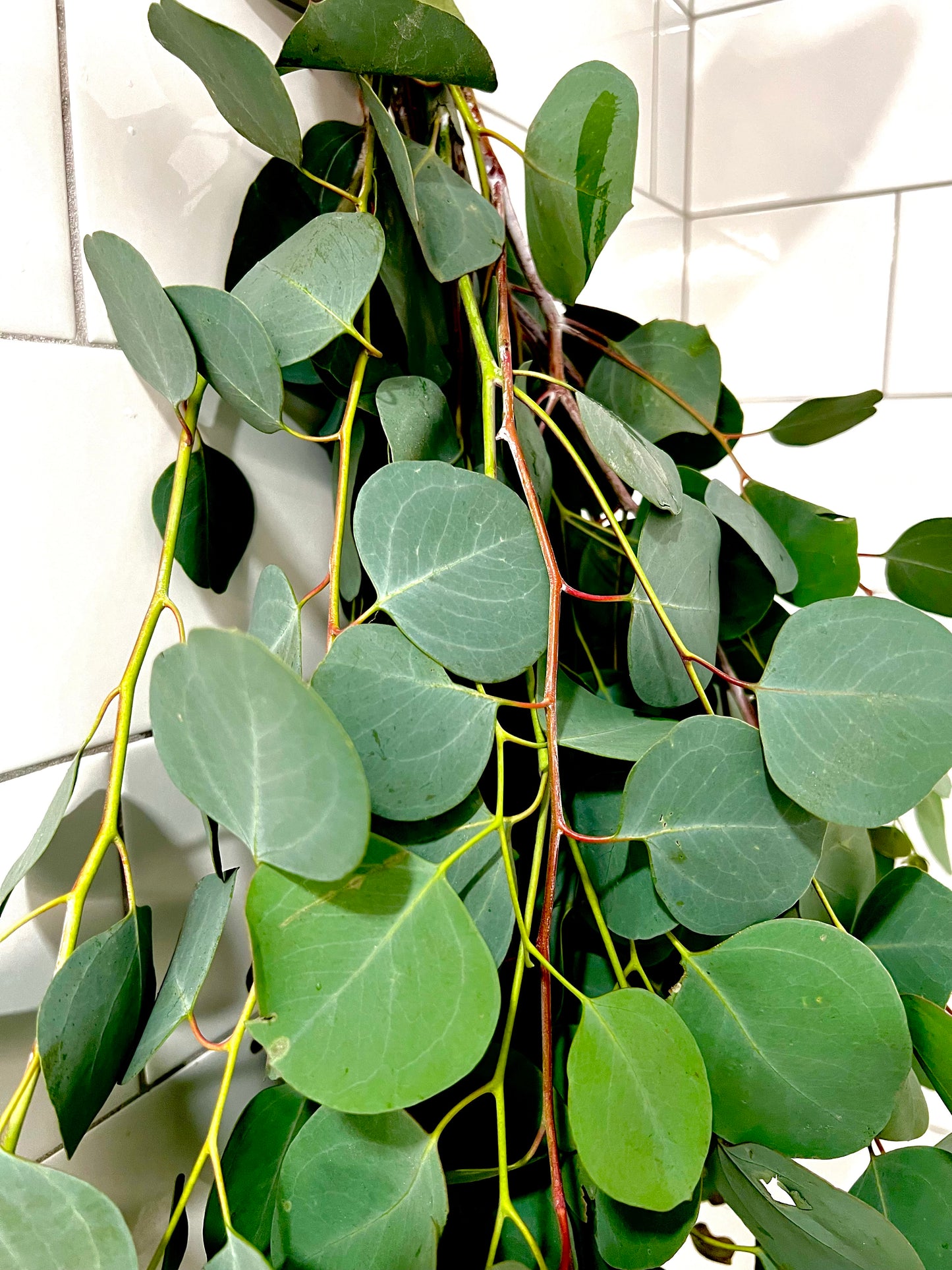 Silver Dollar Eucalyptus