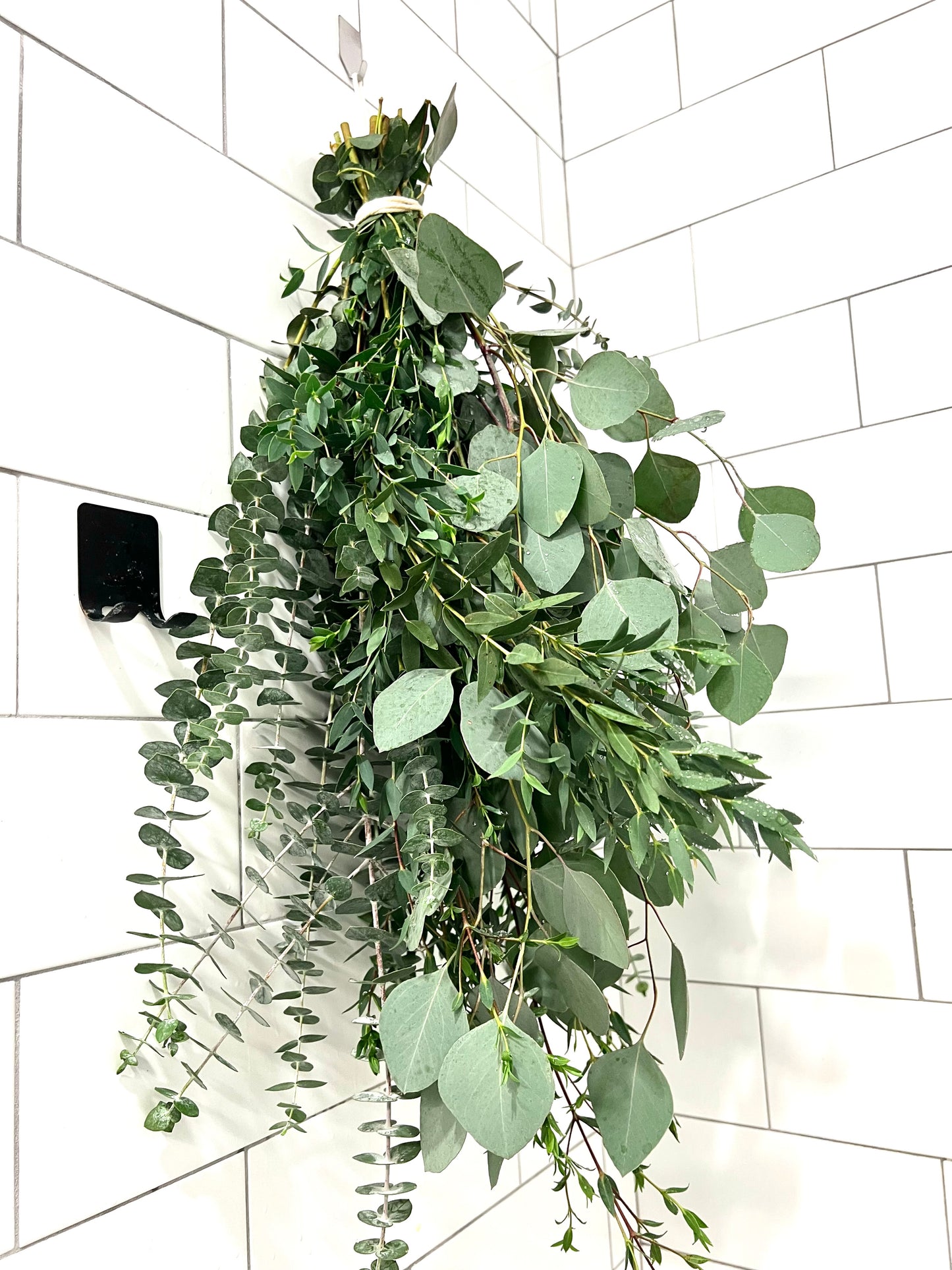 3 Type Eucalyptus Bundle
