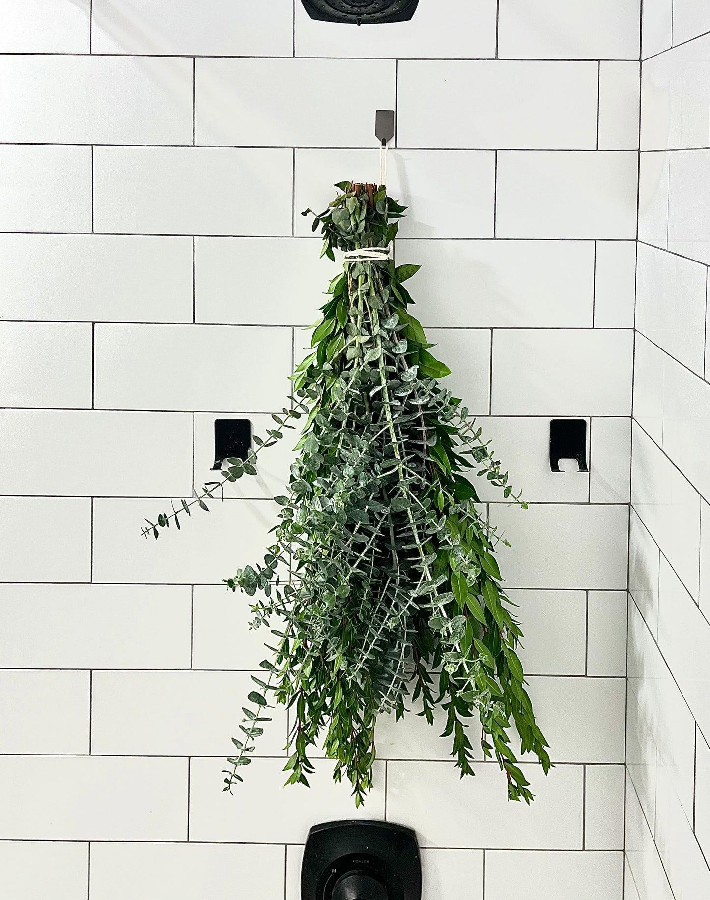 Eucalyptus Myrtle Bundle