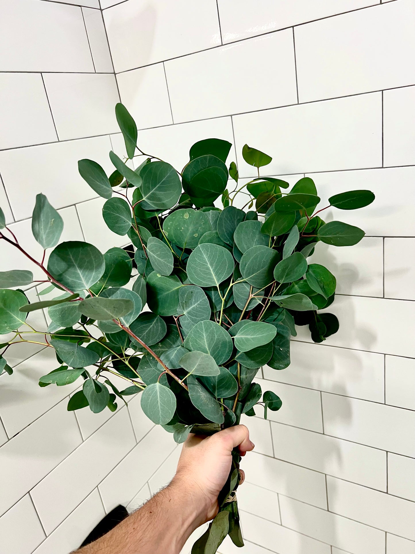 Silver Dollar Eucalyptus