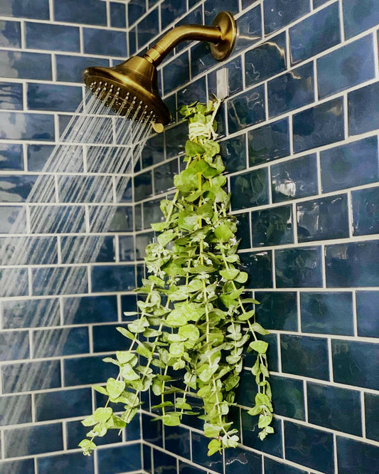 Shower eucalyptus bundle hanging on a blue tiled bathroom with brass shower head and stream of water