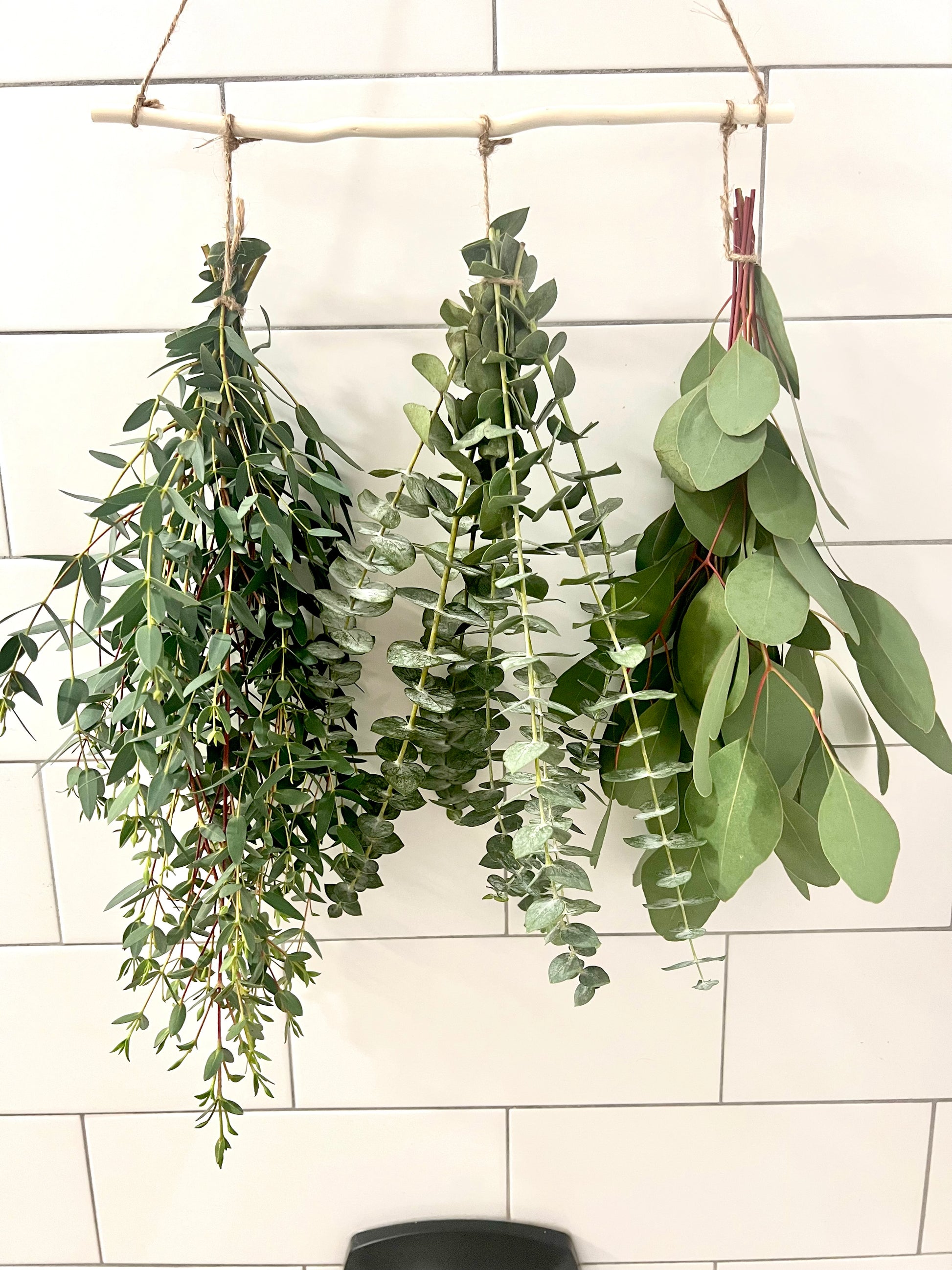 eucalyptus hanging plant 3 Type Hanging Eucalyptus