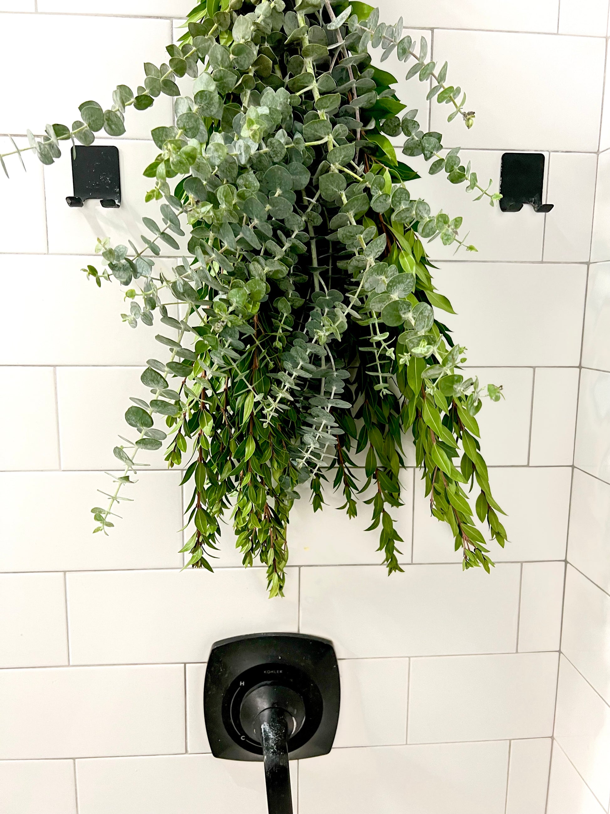 real hanging eucalyptus plant Eucalyptus Myrtle Bundle Large