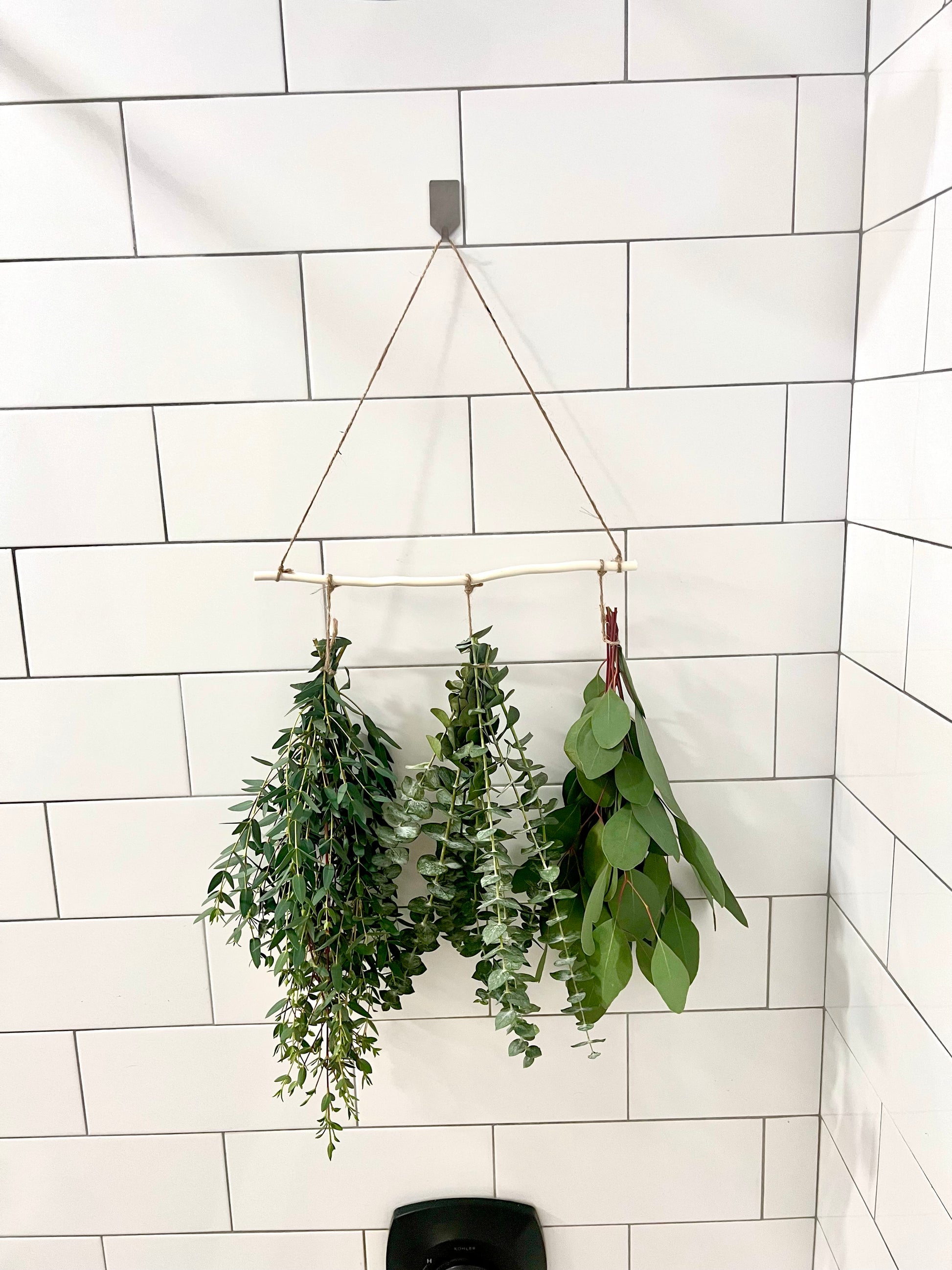 eucalyptus plant to hang in shower 3 Type Hanging Eucalyptus – Eucalyptus Blooms