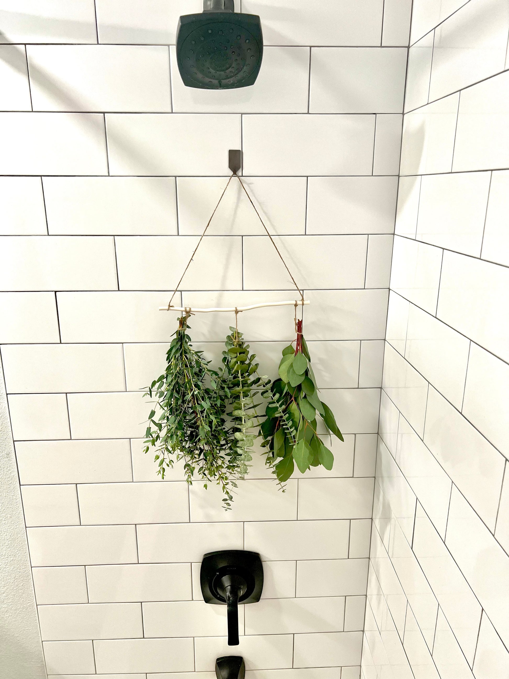 eucalyptus plant hanging in shower 3 Type Hanging Eucalyptus
