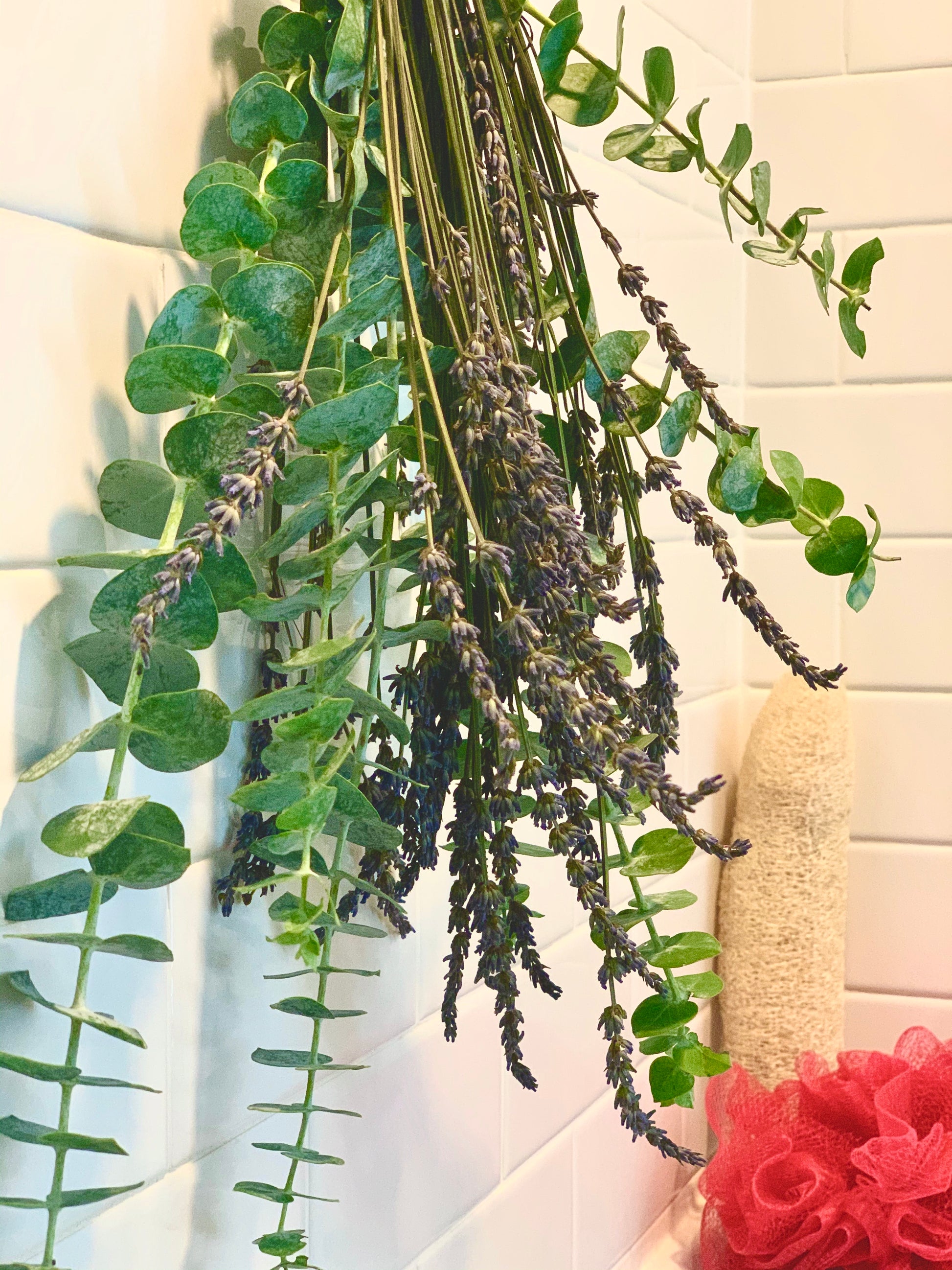 lavender plant in shower Shower Eucalyptus & Lavender Bunch X-Large