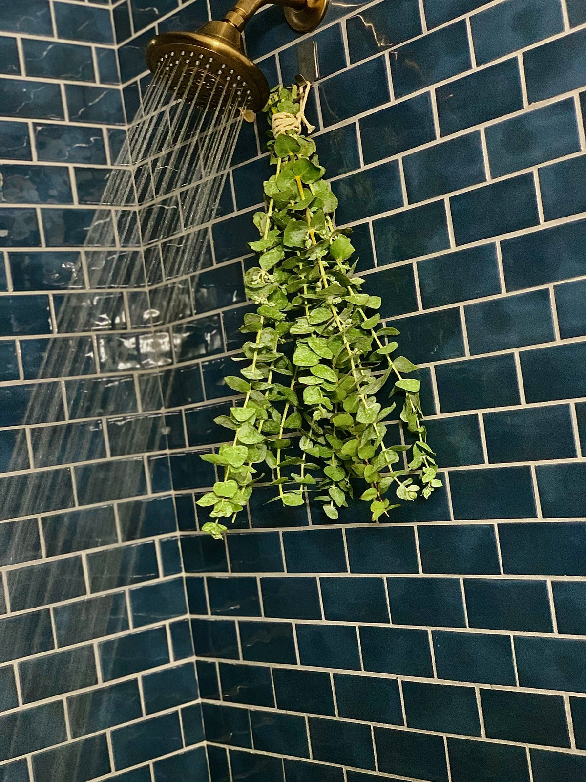 Fresh Shower Eucalyptus - Eucalyptus Shower Bunch - Eucalyptus Online ...